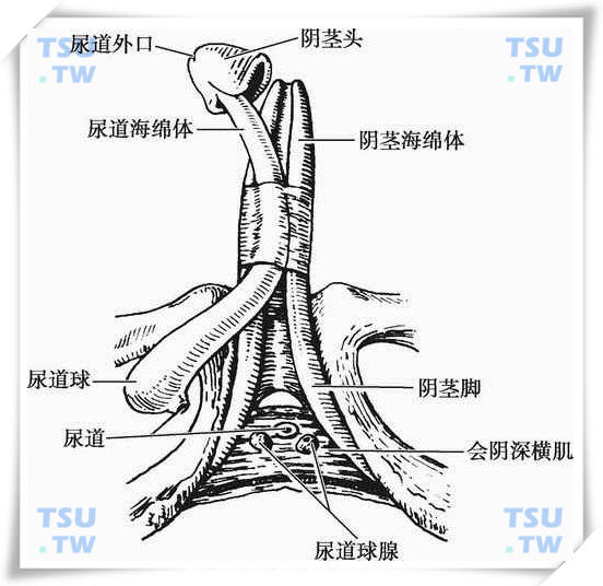  阴茎的海绵体