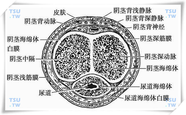  阴茎中部横切面