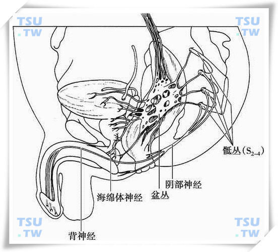  阴茎的神经分布