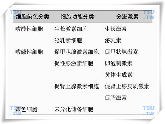 脑垂体各类细胞及分泌激素