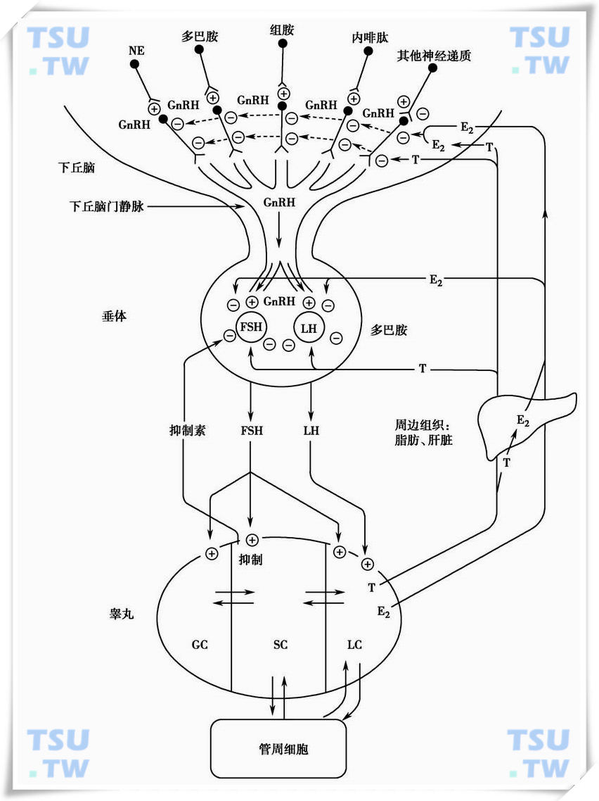 促性腺激素释放激素（GnRH）