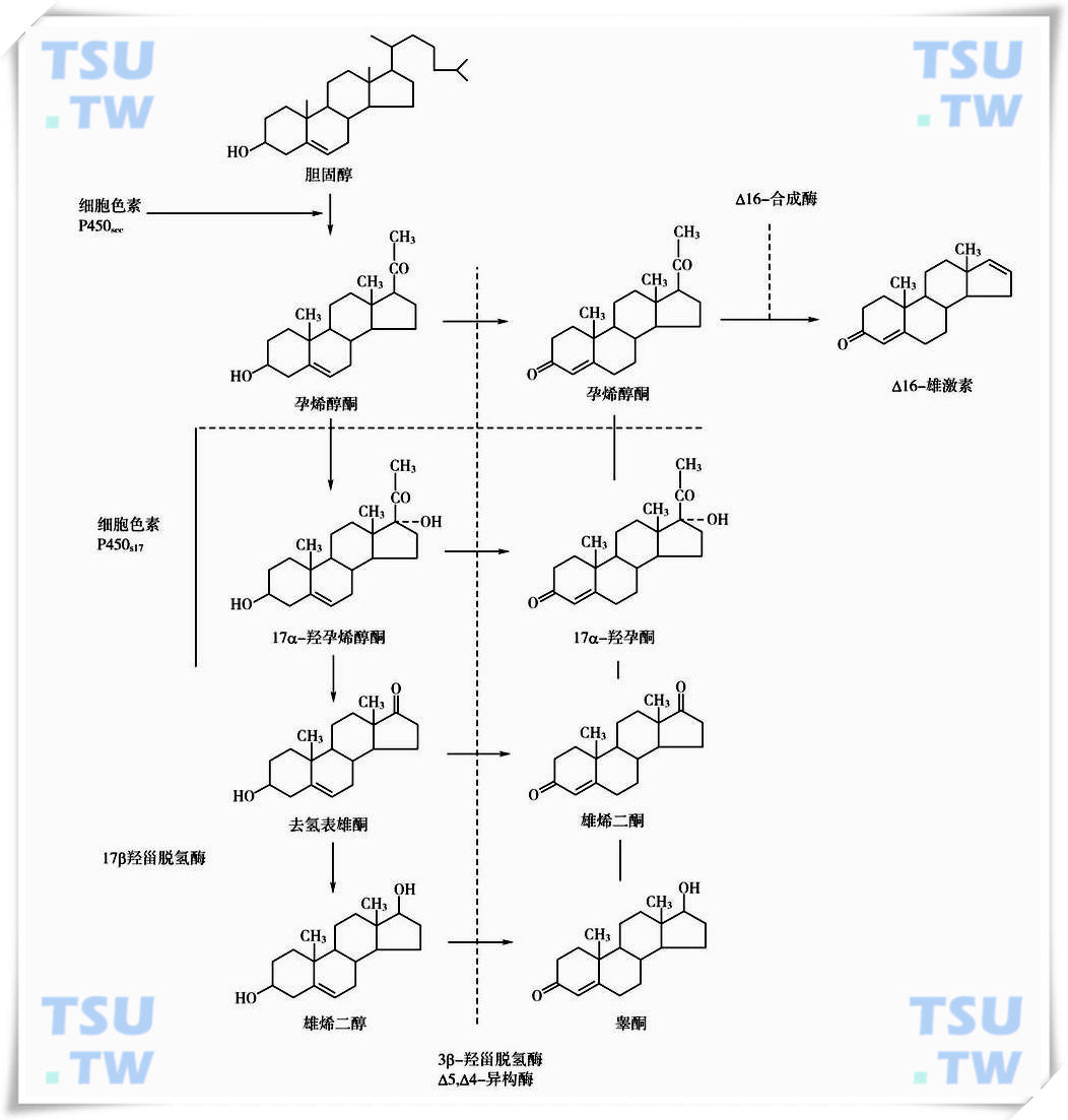  人睾丸甾体激素生物合成途径