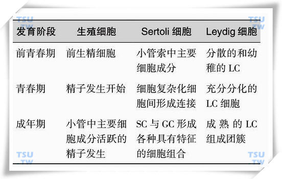 青春期的男性征发育和生长的内分泌调控