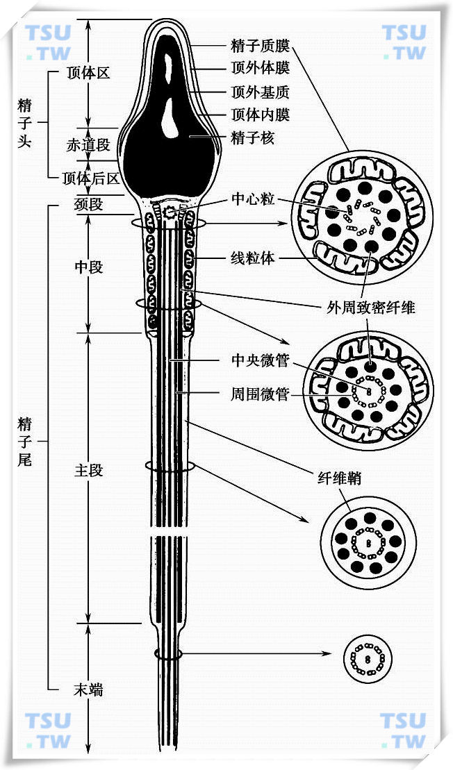  人精子各断面细微结构模式图