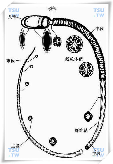 精子的结构：头部、颈部、尾部、轴丝
