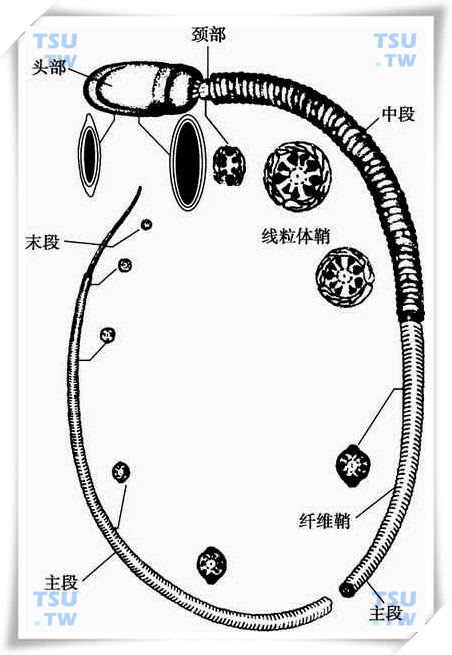  人精子示意图