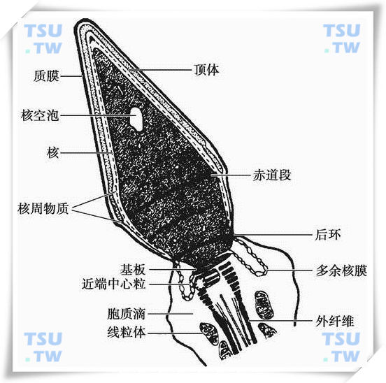  人精子头部超微结构示意图