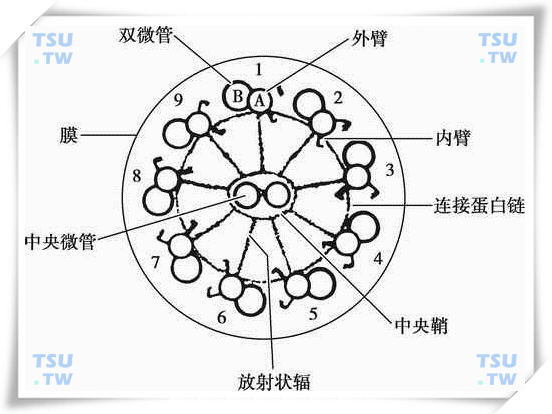  人精子9+2结构示意图