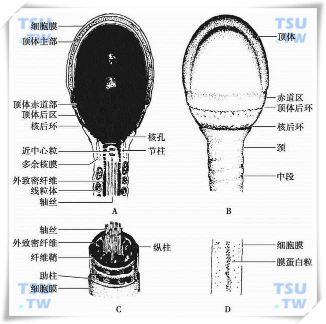  精子质膜及纤维鞘示意图