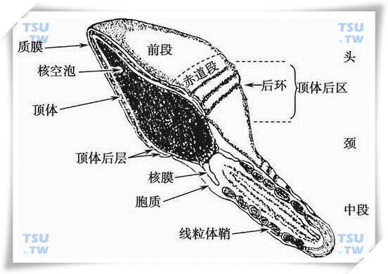 精子核：结构及精子核遗传物质