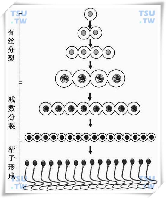  精子发生过程