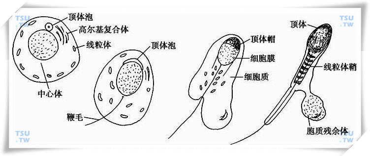 精子发生的过程