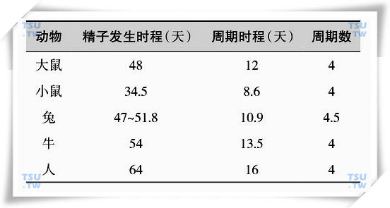 几种常用实验动物及人类的精子发生周期数及时程