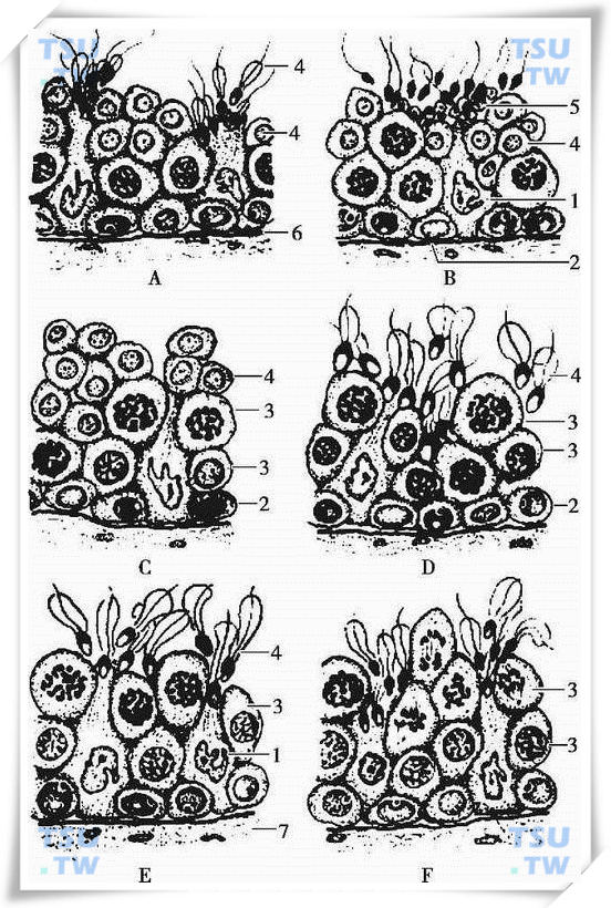 人生精上皮6个期相（A-F）的细胞组合