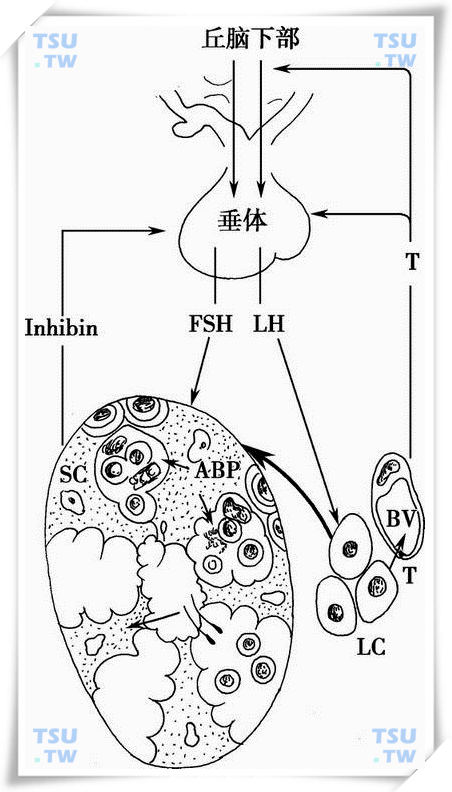  精子发生的内分泌调控；SC. 支持细胞　LC. 间质细胞　BV. 睾丸间质血管Inhibin. 抑制素