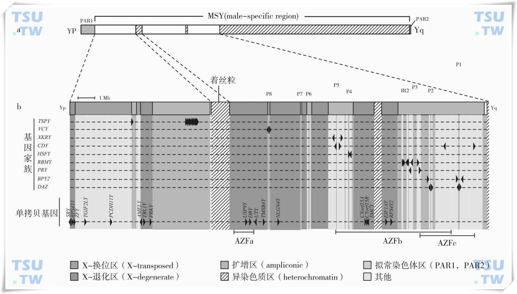 精子发生基因调控：Y染色体、原癌基因与精子发生