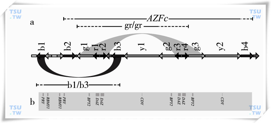  图2　AZFc区gr/gr和b1/b2微缺失机制和基因分布