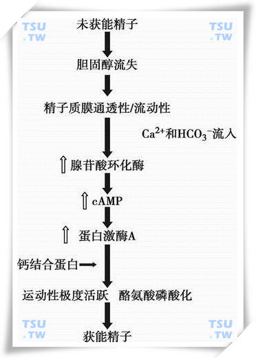  精子获能过程示意图