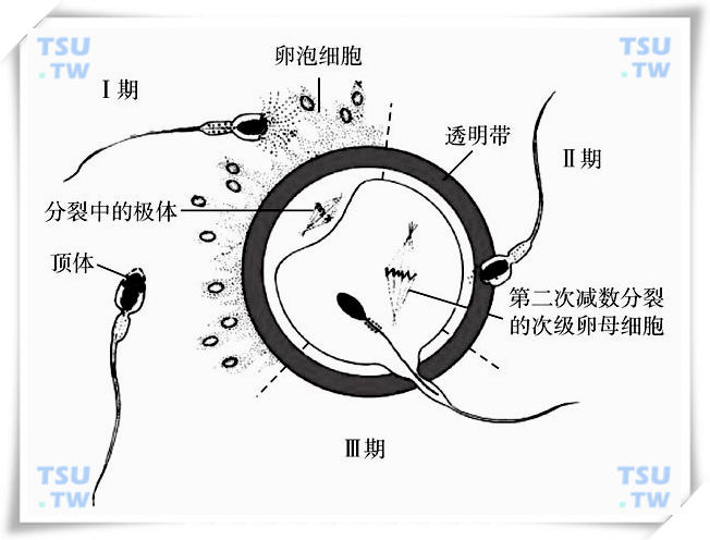 受精的过程与部位