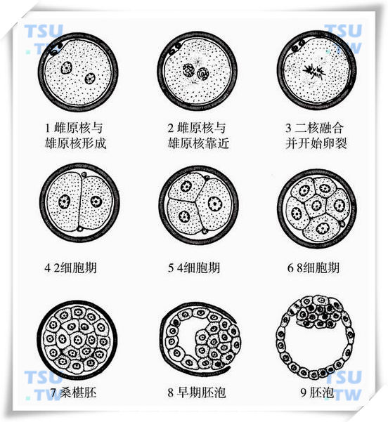  卵裂和胚泡形成（第1周）