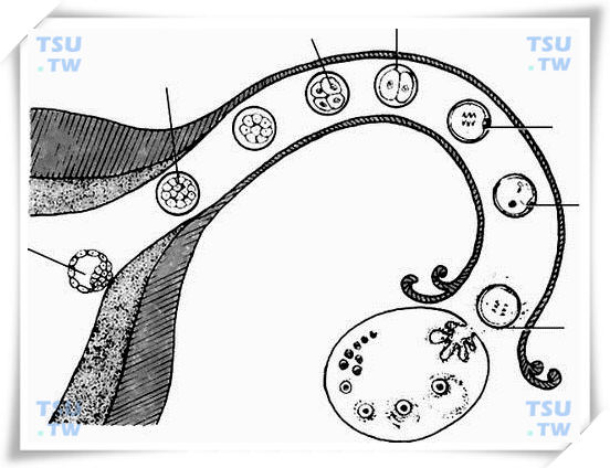  排卵、受精与卵裂过程