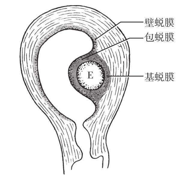  胚胎与子宫蜕膜的关系E胚胎