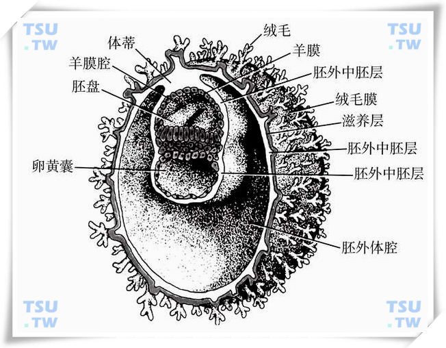  第3周初胚的剖面