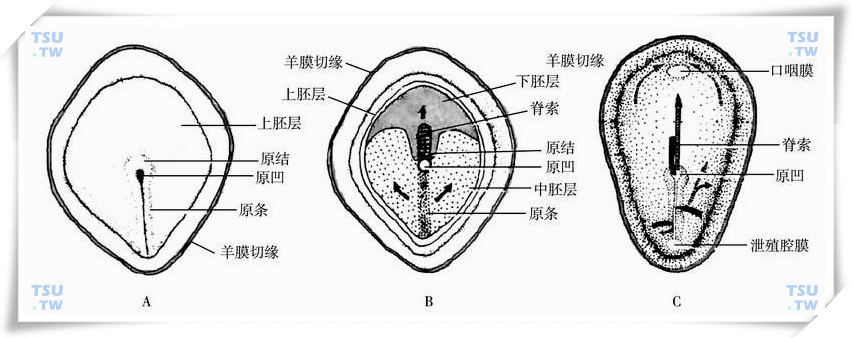  原条、中胚层和脊索的形成