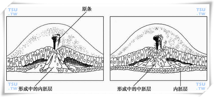 三胚层模式图图片