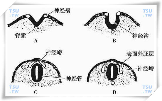  神经管和神经嵴发生示意图