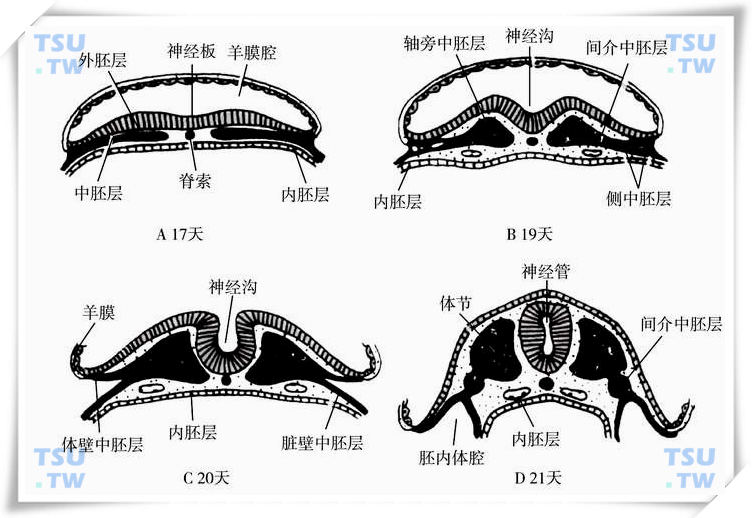  中胚层的早期分化