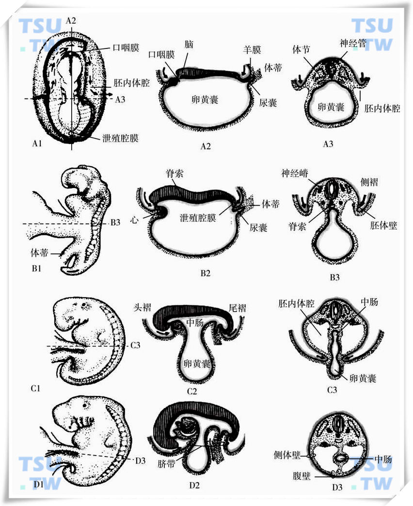 三胚层模式图图片