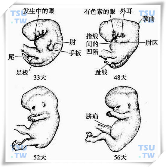  5～8周人胚外形演变