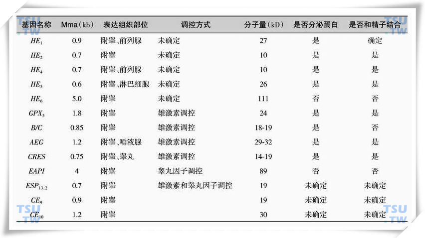 附睾特异基因相关情况汇总表