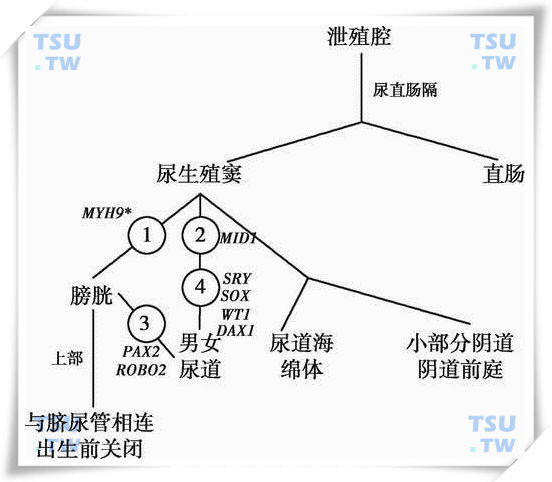  膀胱与尿道的发生