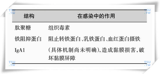 淋病奈瑟菌的表面结构与致病性间的关系