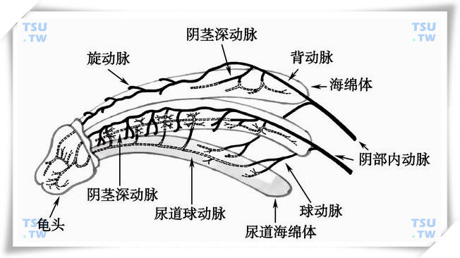 阴茎超声波检查