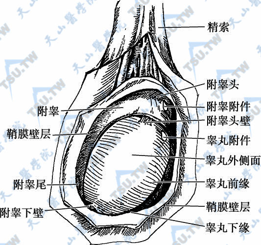 附睾的形状（形态）