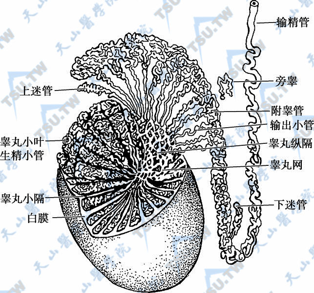 图4-1-2　附睾的结构