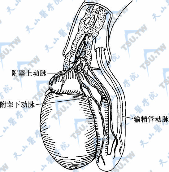 附睾的动脉