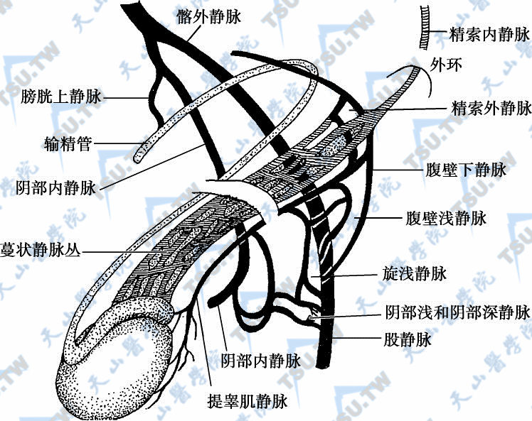 睾丸静脉解剖图图片