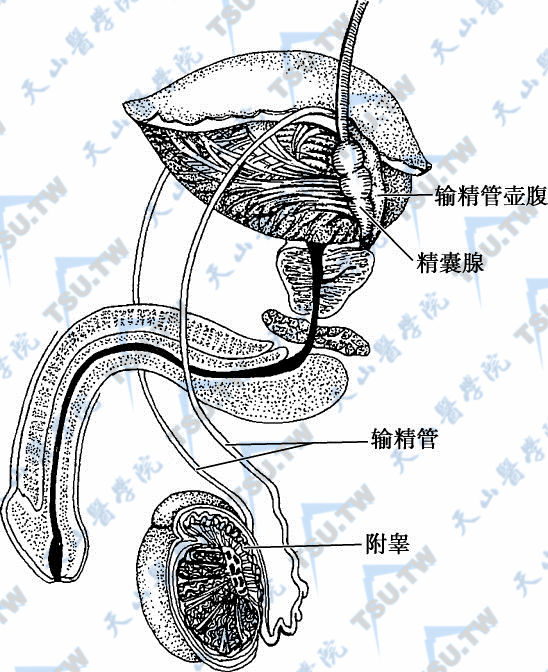 输精管