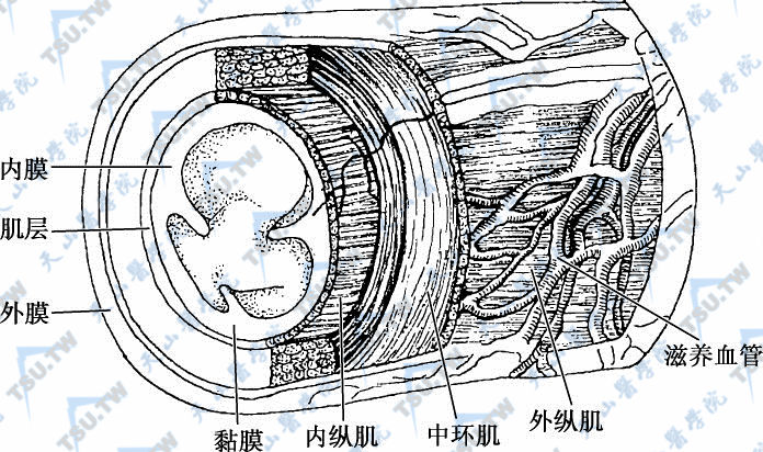 输精管的结构