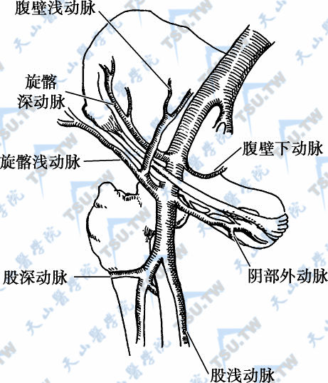 如果受者的双侧腹壁下动静脉均已受损，则可游离其腹壁浅动静脉或旋髂外动静脉与供睾的精索内动、静脉吻合