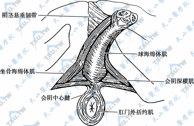 阴茎的韧带、肌肉