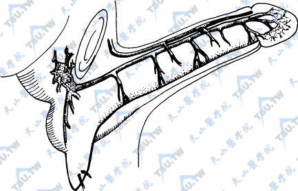 阴茎的静脉
