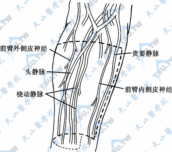 桡侧部分内含桡动、静脉和头静脉，尺侧部分内含桡动脉分支及贵要静脉