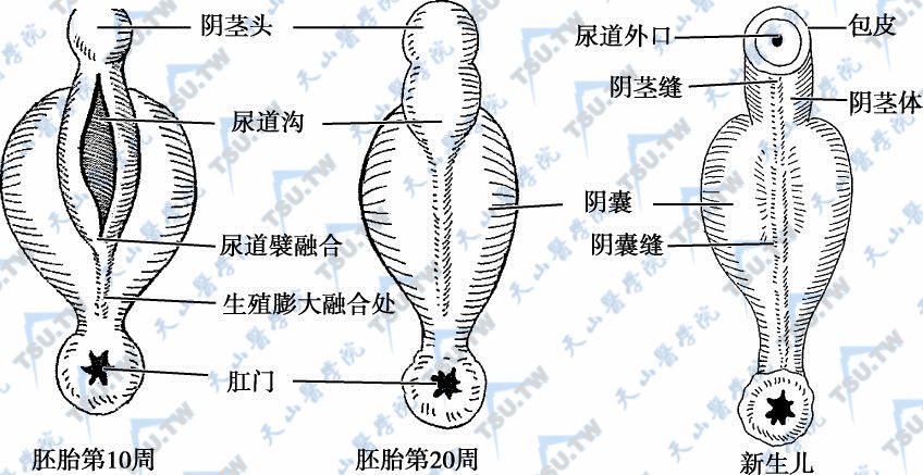 男性尿道胚胎发生学