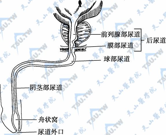 泌尿道结构图片