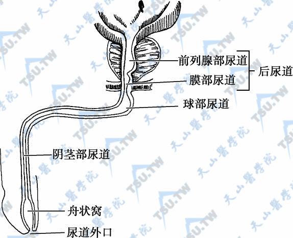 前尿道球部图片